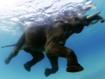 Aos 60 anos, último elefante mergulhador da Índia nada com humanos