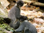 Macaco dado como extinto é visto em selva na Indonésia