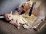 Cão e gato se tornam amigos inseparáveis