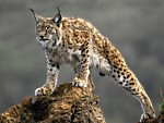 Fotógrafa passa o dia com linces na Espanha