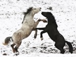 Cavalos selvagens lutam pela sobrevivência durante inverno europeu