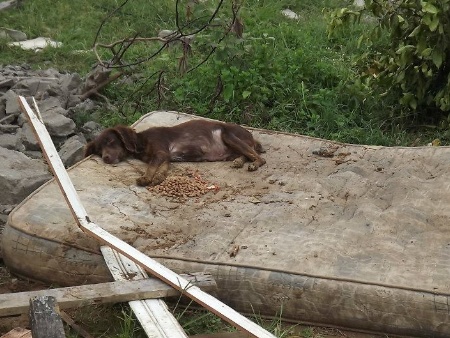 pinheirinho g 20120201 Animais recolhidos no Pinheirinho têm ferimentos de balas de borracha e retroescavadeira, diz veterinária