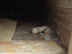 Animais são recolhidos em Pinheirinho