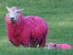 Ovelhas cor de rosa viram sensação na Nova Zelândia