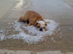 Esquisitos sabem aproveitar o verão