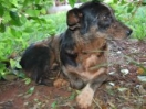 Cão herói