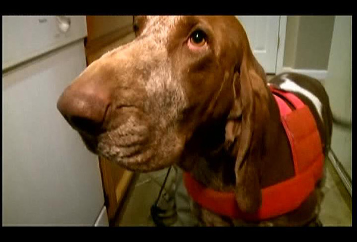 cão farejador, drogas, 700