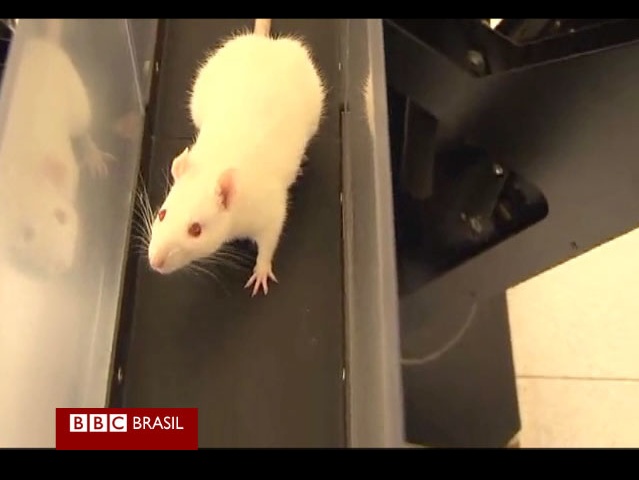 ratofarejador