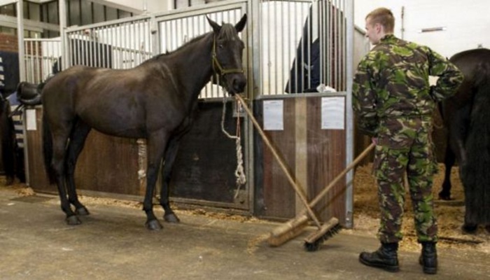 cavalo