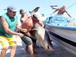 Tubarão de 150 kg "cai na rede" de pescadores