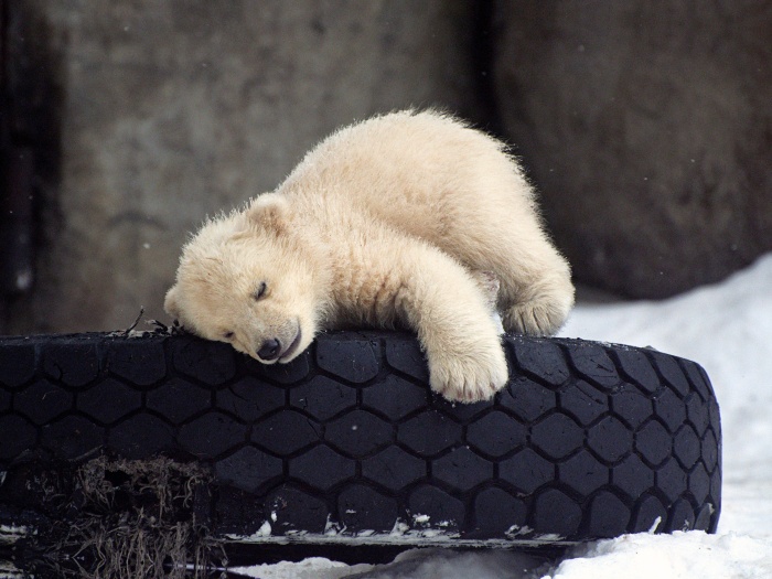 Filhote De Urso Polar Brinca Com Cone Na Neve Foto 10 Bichos R7