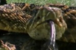Atrizes usam veneno de cobra contra as rugas
