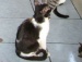 Israelense pede divórcio<br> por causa de 550 gatos!