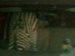 Bebum é preso com zebra<br> e arara dentro do carro