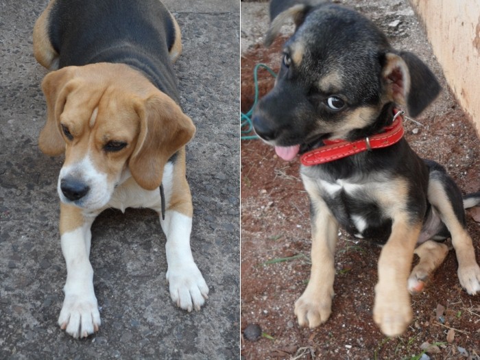 Espie os animais de estima&ccedil;&atilde;o dos internautas do R7 - Foto 50 ...