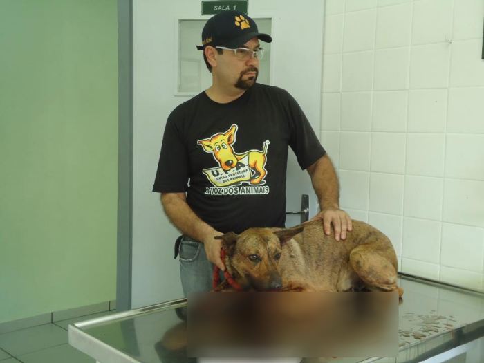 Cadelinha