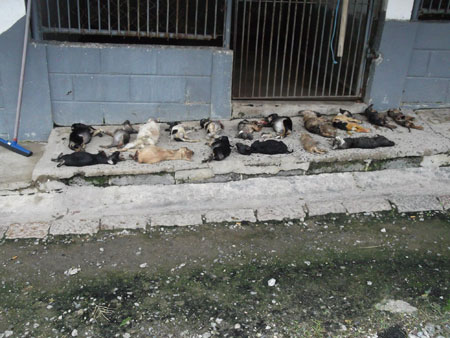 Polícia investiga morte de animais em Centro de Zoonose de Sorocaba