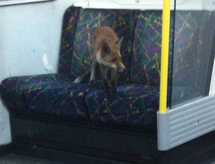 Raposa entra no clima ol&iacute;mpico e pega metr&ocirc; em Londres ...