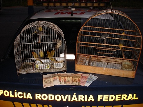 pássaros