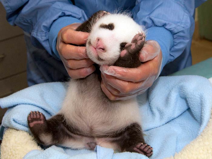 panda