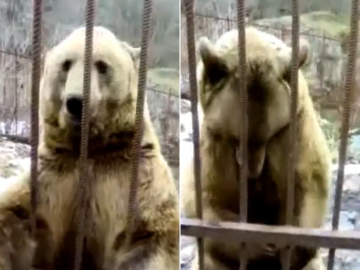 Todo t&iacute;mido, urso fica envergonhado ao ser filmado na R&uacute;ssia ...