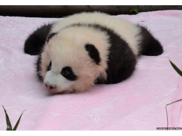 Sete beb&ecirc;s pandas s&atilde;o fotografados juntos pela primeira vez - Foto ...