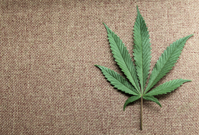 cannabis