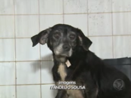 cachorrinhaaaa