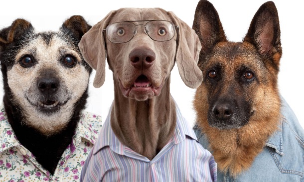 Resultado de imagem para cachorros estilosos