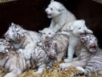 Filhotes de tigre branco brincam com bebês de leão branco
