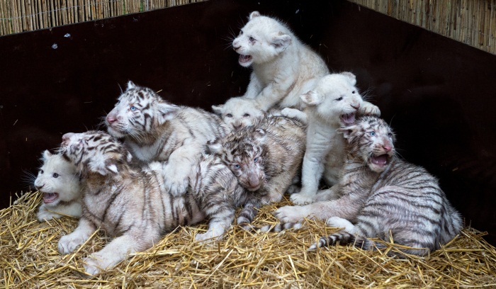Filhotes de tigre branco brincam com beb&ecirc;s de le&atilde;o branco - Foto 1 ...