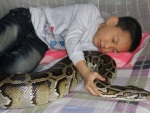 Cobra gigante é usada como babá de garotinho chinês