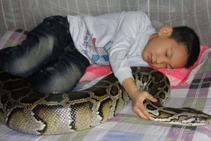 Cobra gigante &eacute; usada como bab&aacute; de garotinho chin&ecirc;s - Foto 1 ...