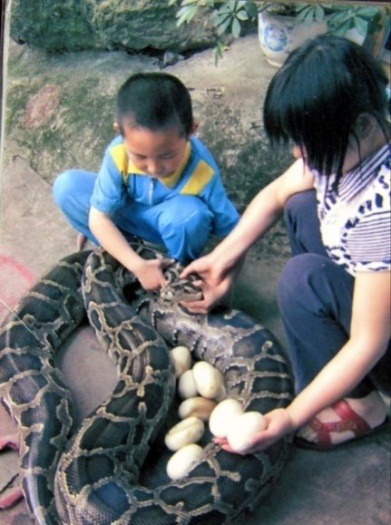 Cobra gigante &eacute; usada como bab&aacute; de garotinho chin&ecirc;s - Foto 6 ...
