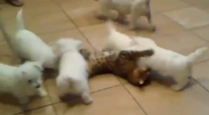 Filhotes de cachorro fazem "montinho" em gato - Bichos - R7