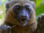 Conheça animais extremamente raros de encontrar na natureza
