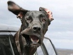 Cães colocam a cabeça para fora do carro em fotos divertidas