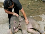 Elefante órfão vence depressão e escolhe tratador como "nova mãe"