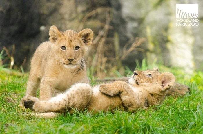 Divulgação/Woodland Park Zoo