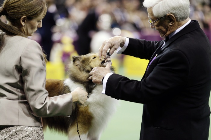 Concurso escolhe cachorro mais bonito dos Estados Unidos - Foto ...