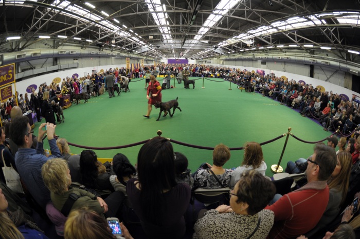 Concurso escolhe cachorro mais bonito dos Estados Unidos - Foto ...