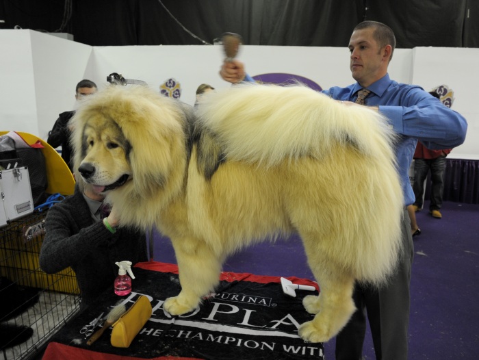 Concurso escolhe cachorro mais bonito dos Estados Unidos - Foto 8