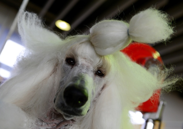 Concurso escolhe cachorro mais bonito dos Estados Unidos - Foto ...