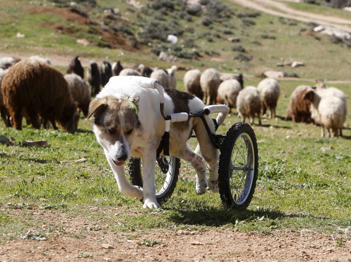 Ali Jarekji/Reuters