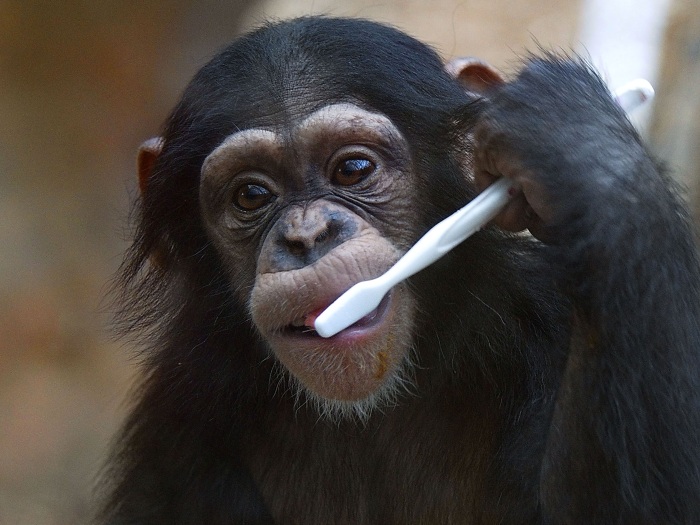Bom exemplo! Filhote de chimpanz&eacute; mostra como cuidar do sorriso ...