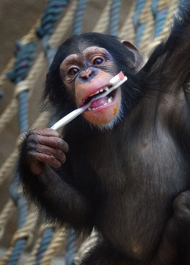 Bom exemplo! Filhote de chimpanz&eacute; mostra como cuidar do sorriso ...