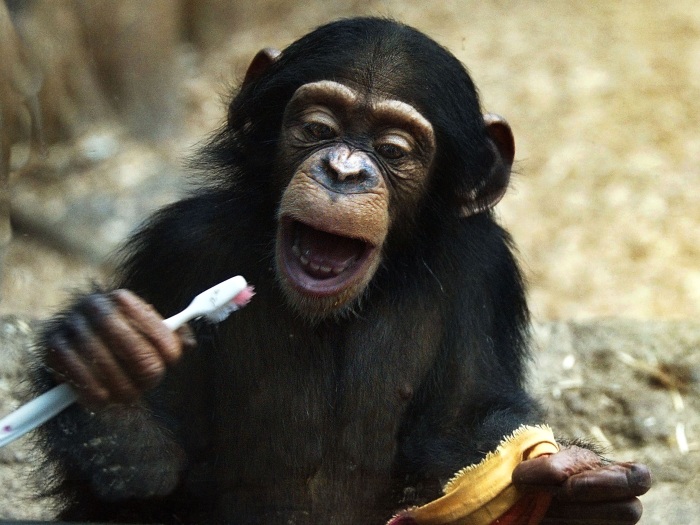 Bom exemplo! Filhote de chimpanz&eacute; mostra como cuidar do sorriso ...