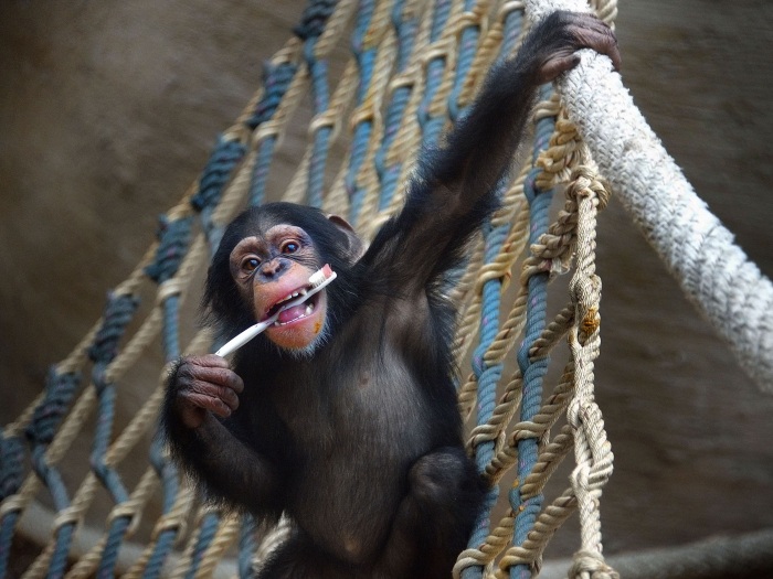 Bom exemplo! Filhote de chimpanz&eacute; mostra como cuidar do sorriso ...