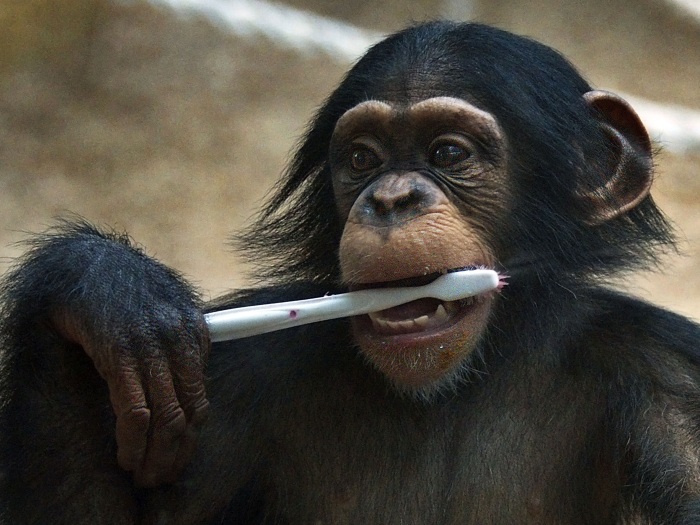 Bom exemplo! Filhote de chimpanz&eacute; mostra como cuidar do sorriso ...