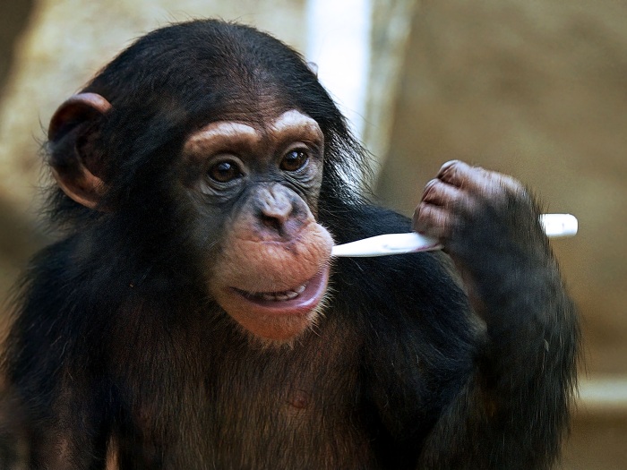 Bom exemplo! Filhote de chimpanz&eacute; mostra como cuidar do sorriso ...